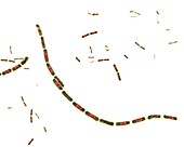 Anthrax bacteria,illustration