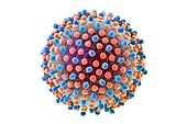 Hepatitis C virus,illustration