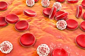 Blood cells,illustration