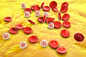 Blood cells,illustration