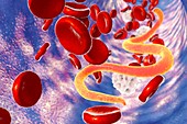 Microfilaria worms in blood,illustration