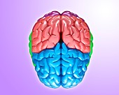 Human brain regions,illustration