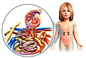 Child's kidney anatomy,illustration