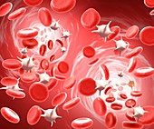 Red and white blood cells,illustration