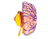 Brain hemisphere anatomy,illustration