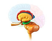 Human brain structures,illustration