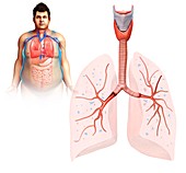 Lung anatomy,illustration