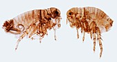Human fleas,LM