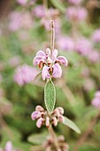 Sage (Salvia officinalis) plant