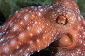 A starry night octopus
