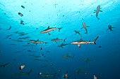 A school of sharks,Palau
