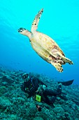 Scuba diver and hawksbill turtle
