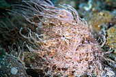 A hairy frogfish