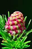 Larch (Larix sp.) tree cone