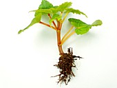 Begonia sp. seedling