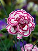 Dianthus 'Grans Favourite' in flower