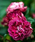 Rose (Rosa 'Plum Pudding') in flower