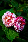 Rose (Rosa 'Scentimental') in flower