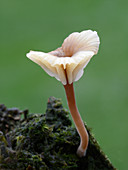 Heath navel fungus