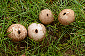Grassland puffball