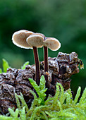 Ear pick fungus