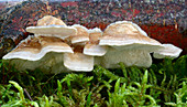 Birch mazegill fungus