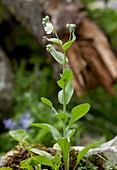 Omphalodes commutata in flower