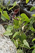 Pipe vine (Aristolochia baetica)