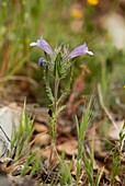 Cleonia lusitanica in flower