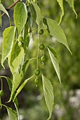 Nettle tree (Celtis australis) in fruit