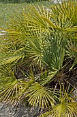 Dwarf fan palm (Chamaerops humilis)