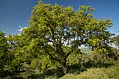 Algerian oak (Quercus canariensis) trees
