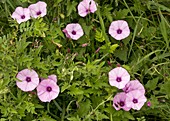 Mallow bindweed (Convolvulus althaeoides)