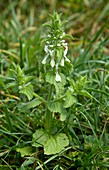 Hairy woundwort (Stachys ocymastrum)