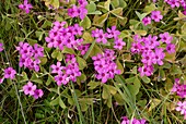 Pink-sorrel (Oxalis articulata) in flower