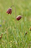 Fritillary (Fritillaria montana)