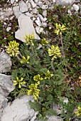 Woolly milk-vetch (Oxytropis pilosa)