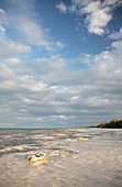 Zanzibar coral coast,Tanzania