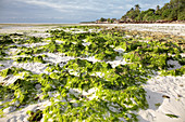 Seaweed at low tide