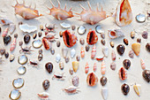 Sea shells for sale,Zanzibar