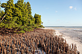 Mangroves at low tide,Zanzibar
