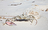 Ghost crab on a beach,Zanzibar