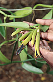 Vanilla (Vanilla planifolia) pods