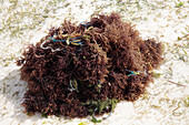 Seaweed farming,Zanzibar