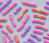 Bacillus megaterium bacteria,SEM