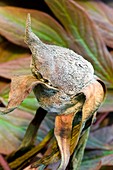 Peony flower bud with grey mould