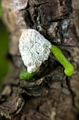 Growing Mistletoe (Viscum album) seed