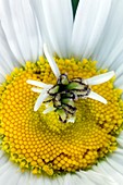 Ox-eye daisy (Leucanthemum vulgare) gall
