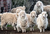 Flock of Angora Goats