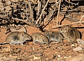 Four-striped grass mice foraging